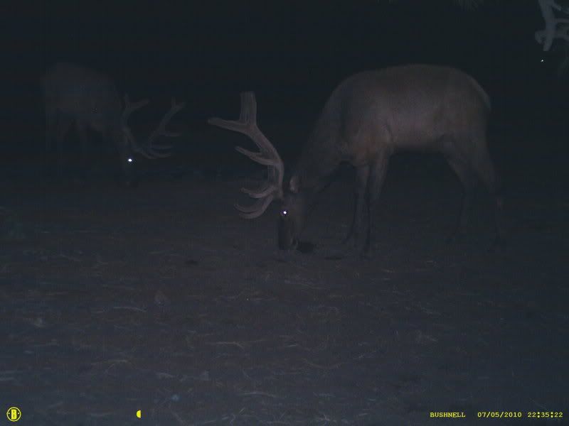 more idaho trail cam pics Archery Talk Forum